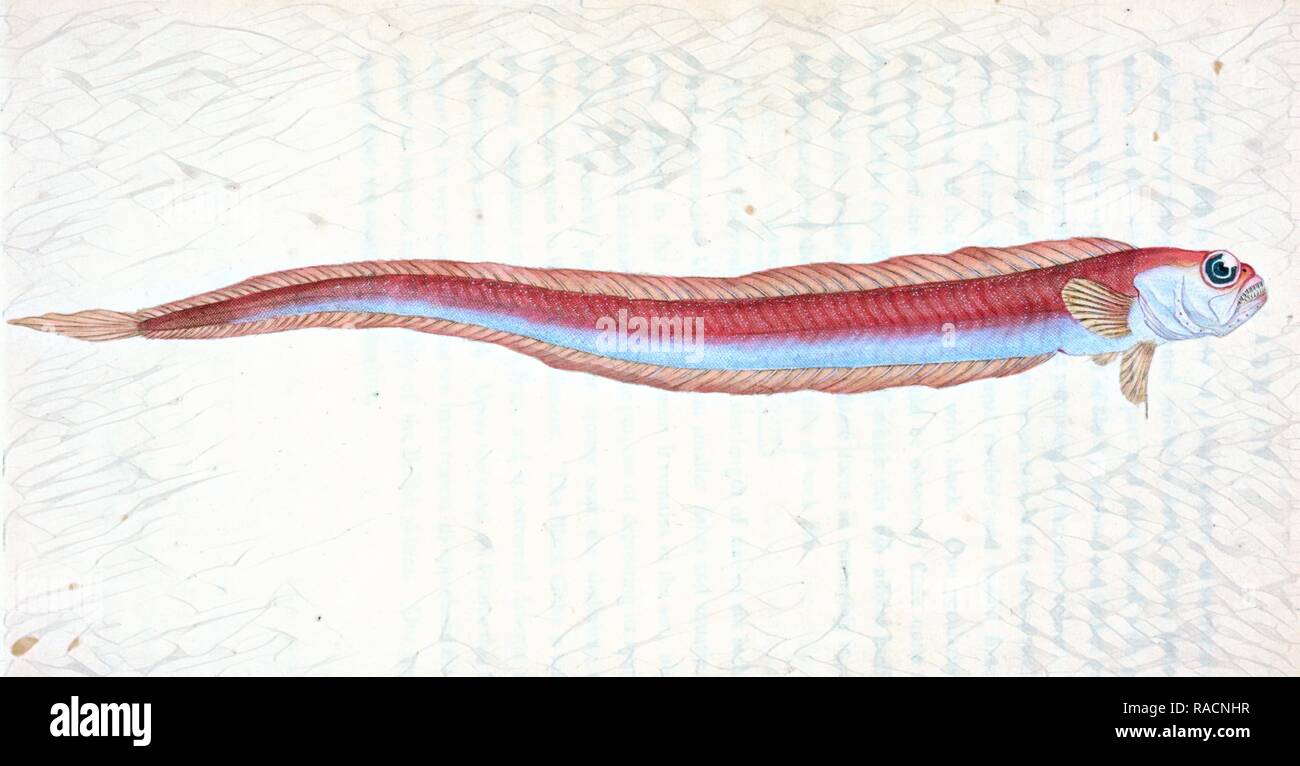 Rubescent Band-fish, Cepola rubescens, British fishes, Donovan, E. (Edward), 1768-1837, (Author. Reimagined Stock Photo