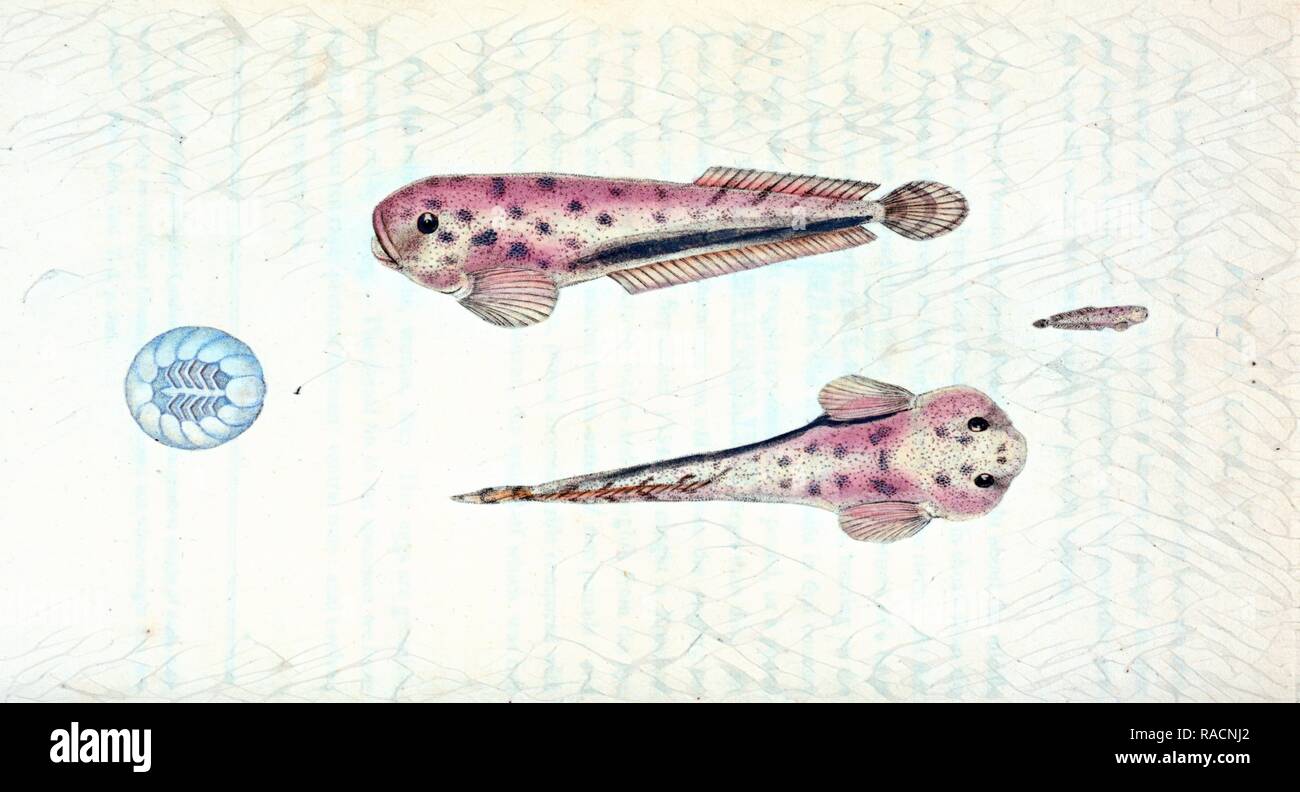 Scotch Torsk, Gadus Brosme, 1804, British fishes, Donovan, E. (Edward), 1768-1837, (Author. Reimagined Stock Photo