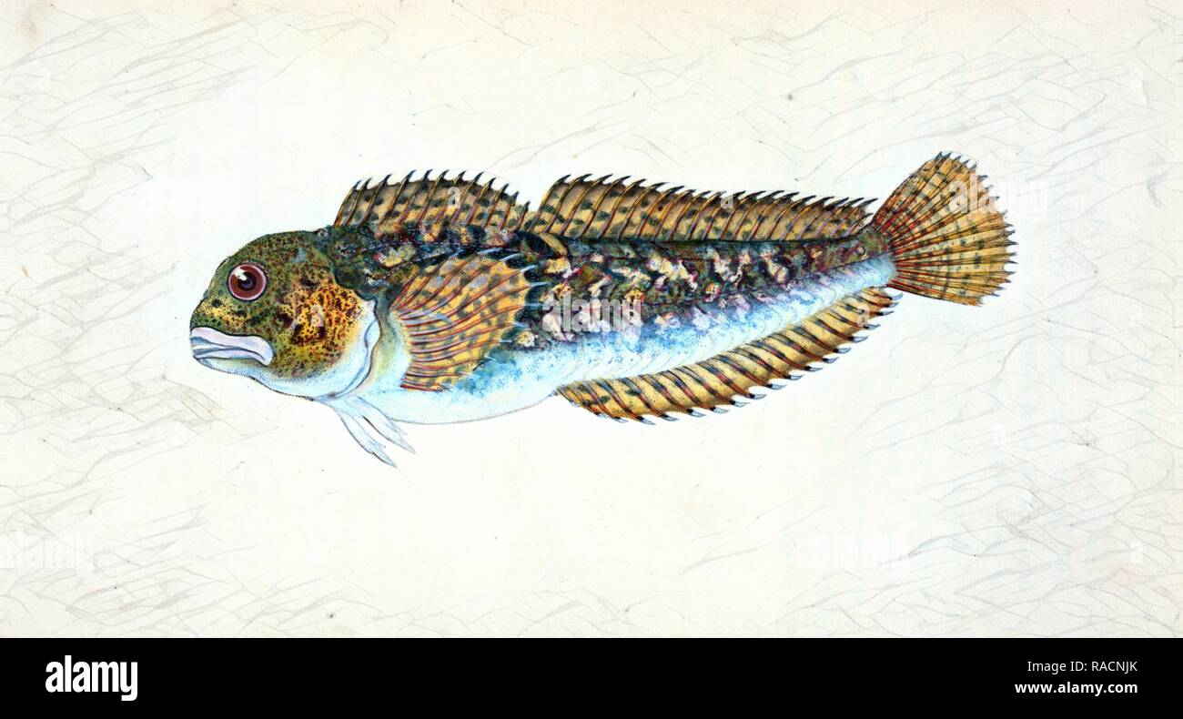 Blenny, smooth, Blennius Pholis, British fishes, Donovan, E. (Edward), 1768-1837, (Author. Reimagined Stock Photo