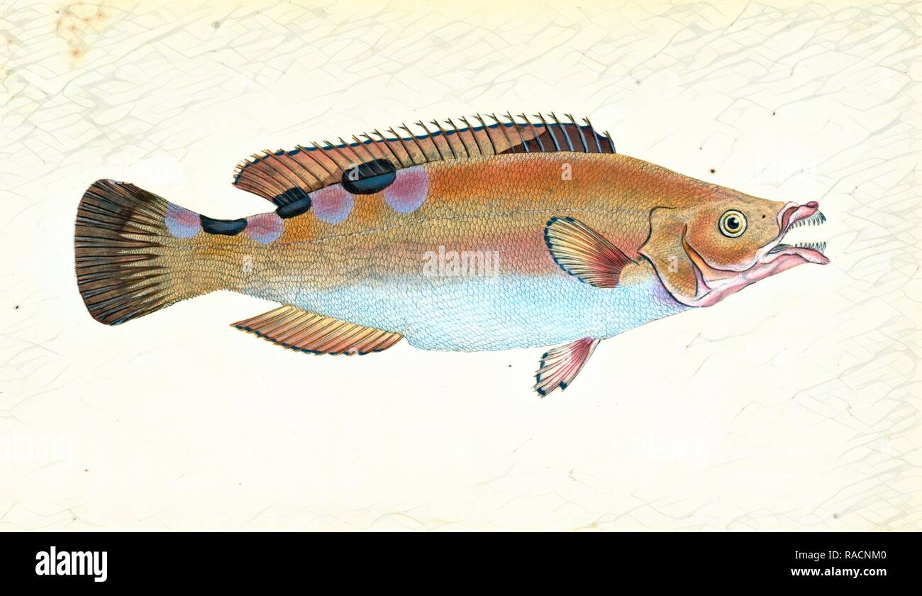 Whiff, Pleuronectes megastoma, 1804, British fishes, Donovan, E. (Edward), 1768-1837, (Author. Reimagined Stock Photo