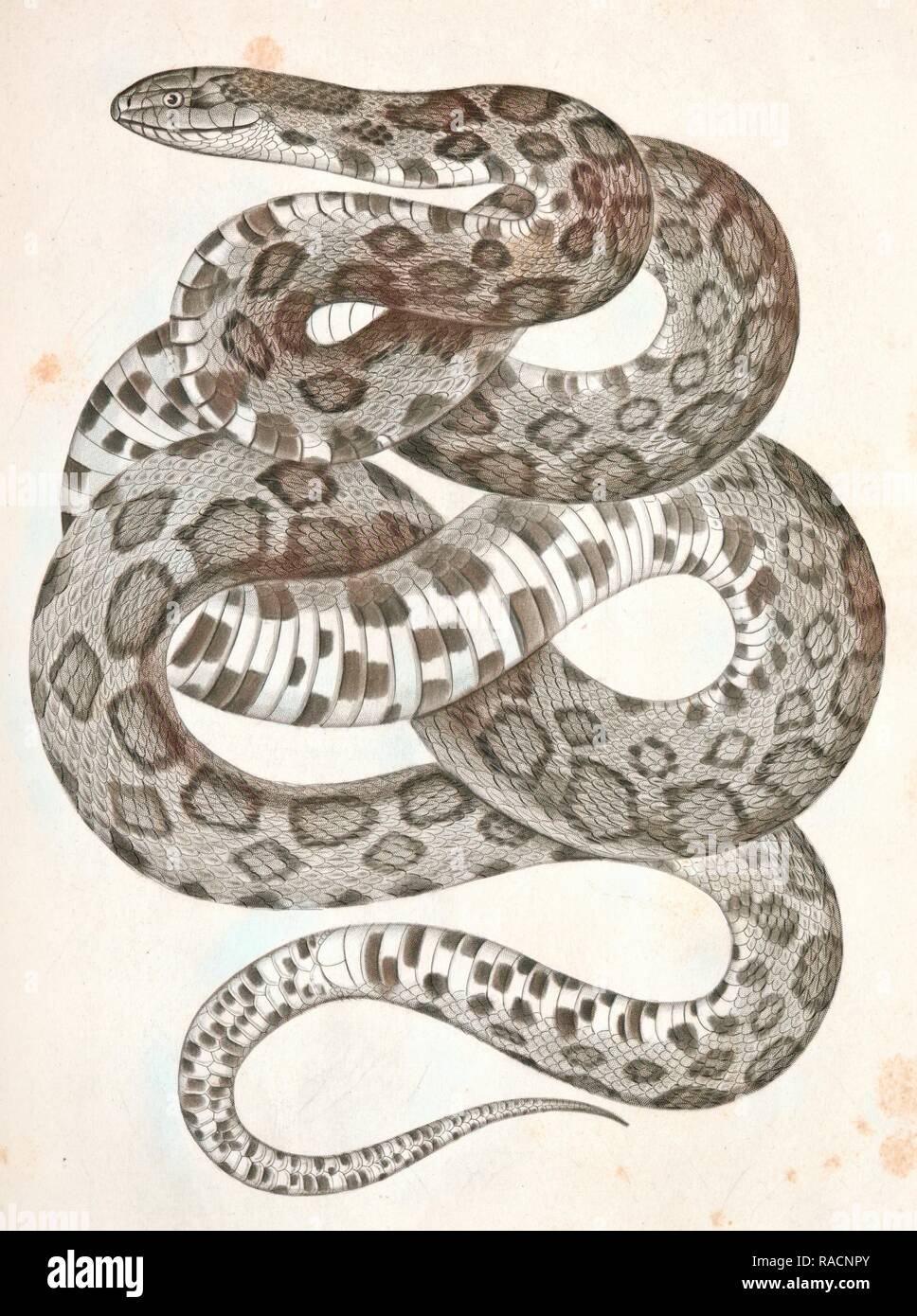 Scotophis vulpinus, Fox Snake., Suckley, George 1830-1869, Cooper, J. G. James Graham 1830-190. Reimagined Stock Photo