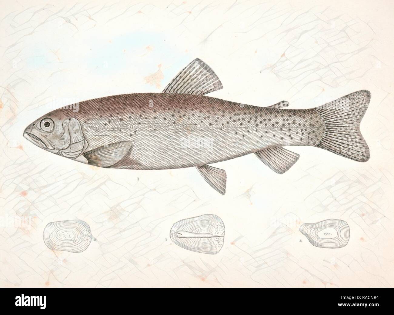 1-4. Salar lewisii, Lewis' Missouri Trout., Suckley, George 1830-1869, Cooper, J. G. James Graham 1830-190 reimagined Stock Photo