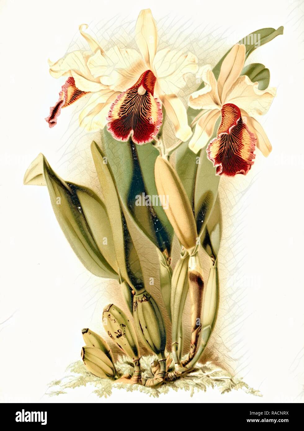 Cattleya dowiana aurea, Sander, F. (Frederick), 1847-1920, (Author), Moon, H. G, Mansell, Joseph, (Lithographer reimagined Stock Photo