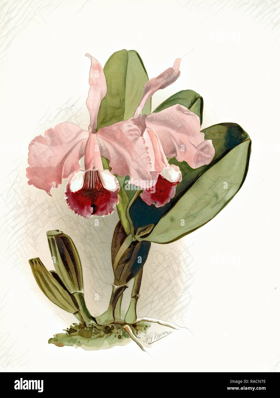 Cattleya labiata warneri, Sander, F. (Frederick), 1847-1920, (Author), Moon, H. G, (Artist), Leutzsch, Gustav ( reimagined Stock Photo