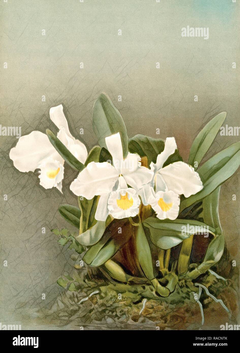 Cattleya trianÃƒÆ’Ã‚Â¦ alba, Sander, F. (Frederick), 1847-1920, (Author), Moon, H. G, (Artist), Leutzsch, Gustav ( reimagined Stock Photo