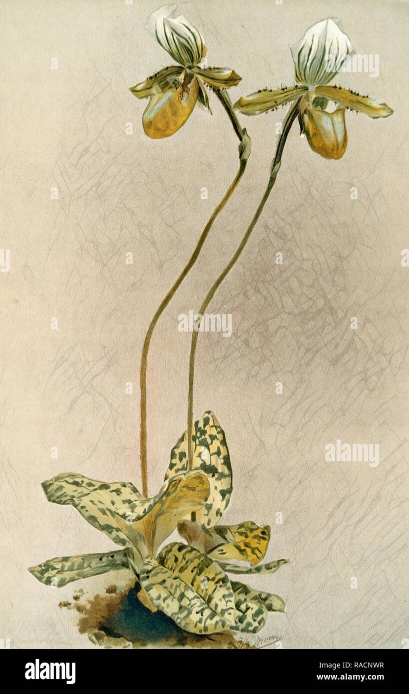 Cypripedium lawrenceanum hyeanum, Sander, F. (Frederick), 1847-1920, (Author), Moon, H. G, (Artist), Leutzsch, Gustav reimagined Stock Photo