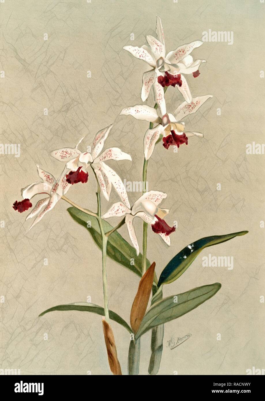 Cattleya intermedia punctatissima, Sander, F. (Frederick), 1847-1920, (Author), Moon, H. G, (Artist), Leutzsch reimagined Stock Photo