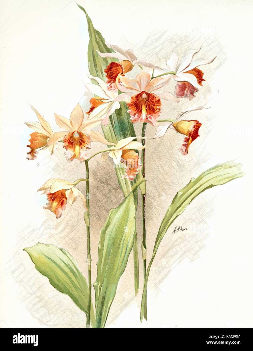 Phaius hybridus amabilis, phaius hybridus marthiÃƒÂ¦, Sander, F. (Frederick) (1847-1920), Mansell, Joseph ( reimagined Stock Photo