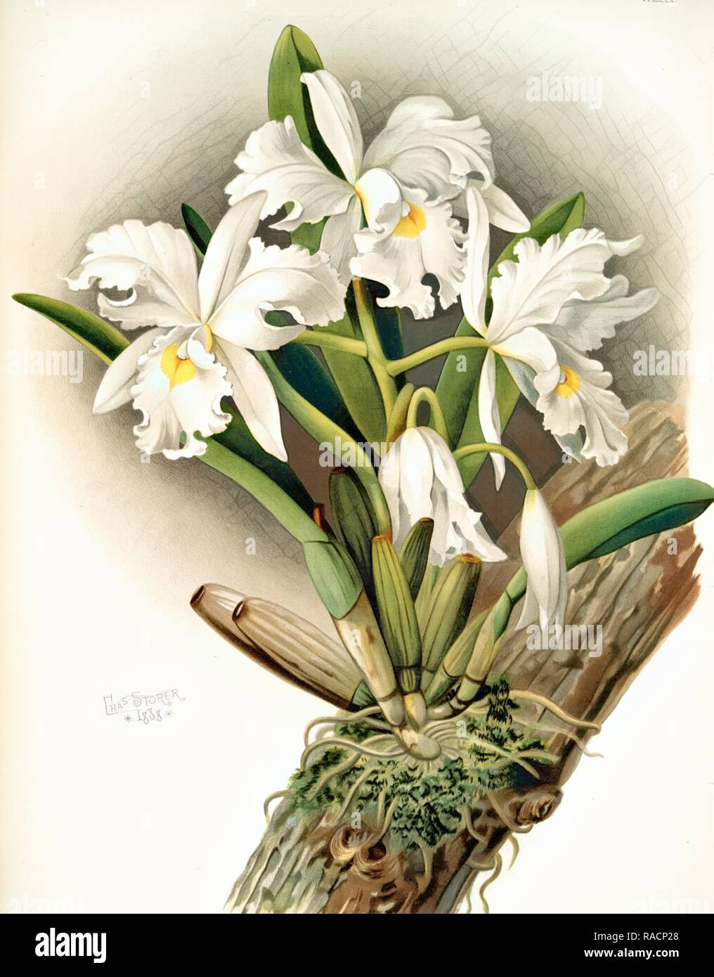 Cattleya rochellensis, Sander, F. (Frederick), 1847-1920, (Author), Storer, Charles, (Artist), Leutzsch, Gustav, ( reimagined Stock Photo