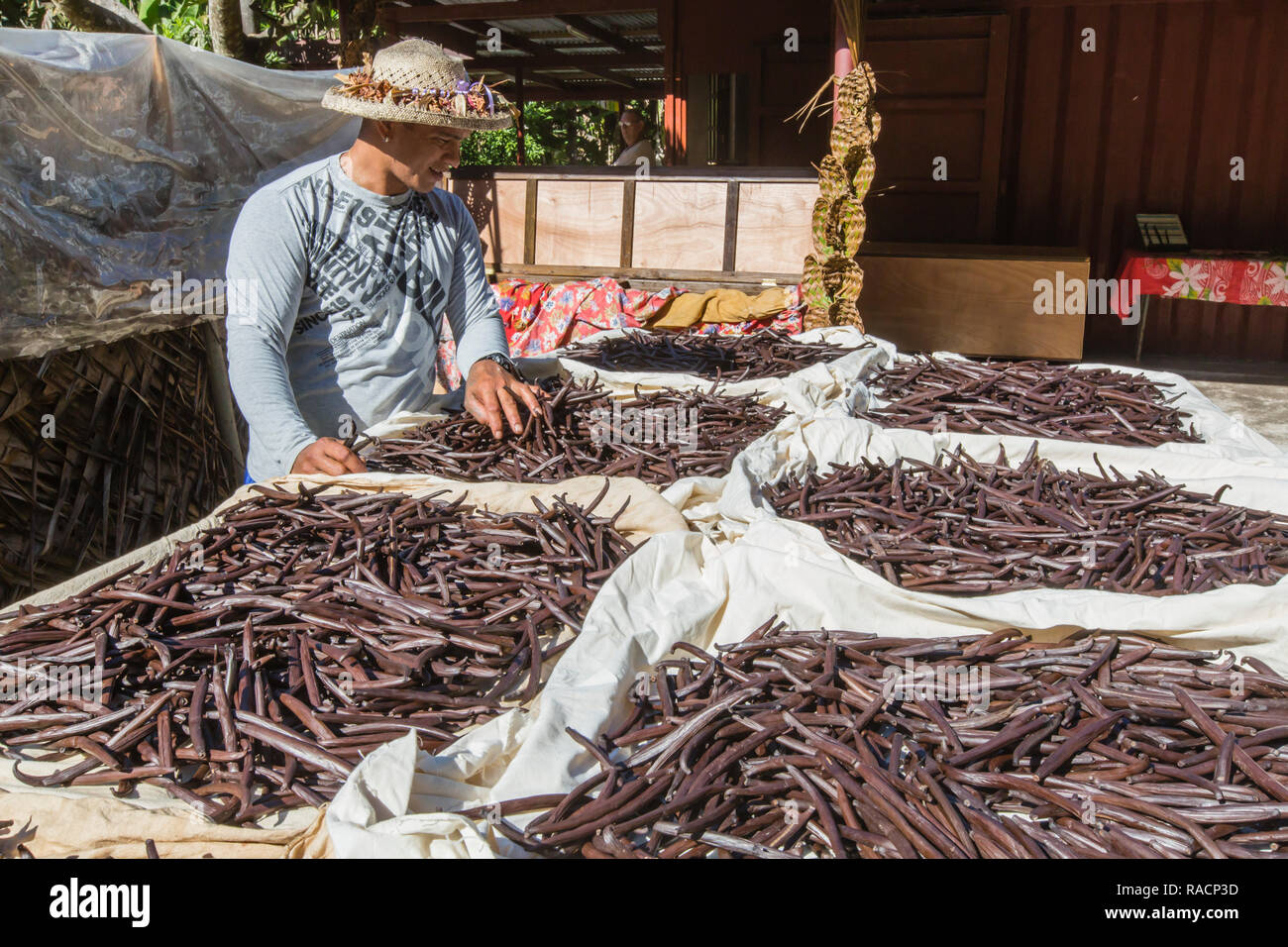 Vanilla beans from the Vallee de la Vanille plantation being sorted on Taha'a, Society Islands