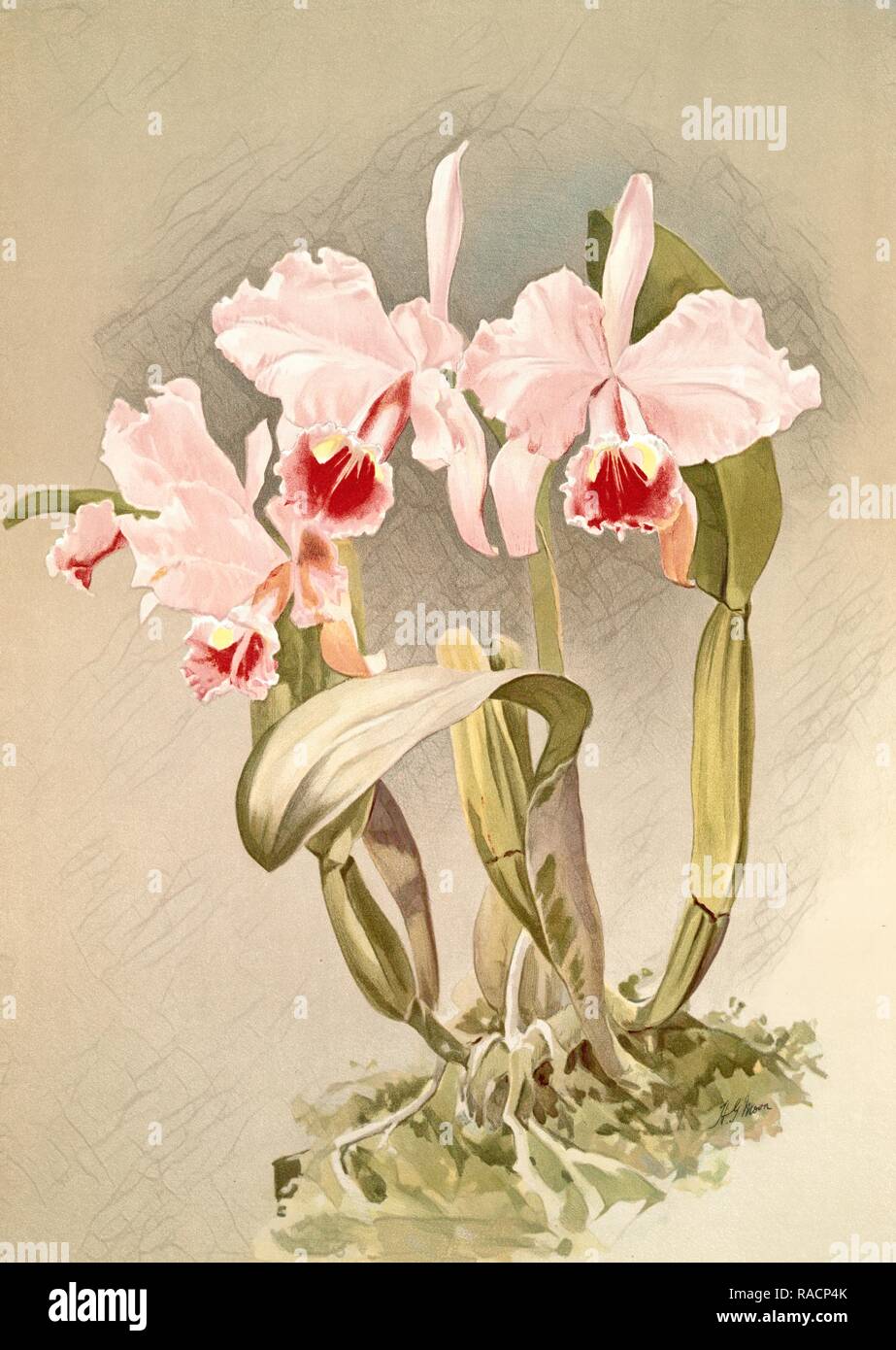 Cattleya labiata var luedemanniana, Sander, F. (Frederick) (1847-1920), Mansell, Joseph (Lithographer), Moon, H reimagined Stock Photo