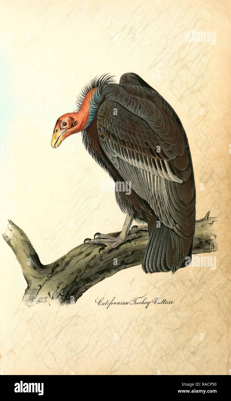 Californian Turkey Vulture., Audubon, John James, 17851851 Reimagined by Gibon. Classic art