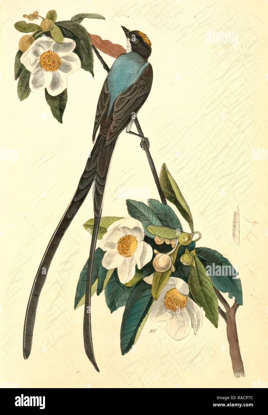 Fork-tailed Flycatcher. Gordonia Lasianthus., Audubon, John James, 1785-1851 Reimagined by Gibon. Classic art with a reimagined Stock Photo