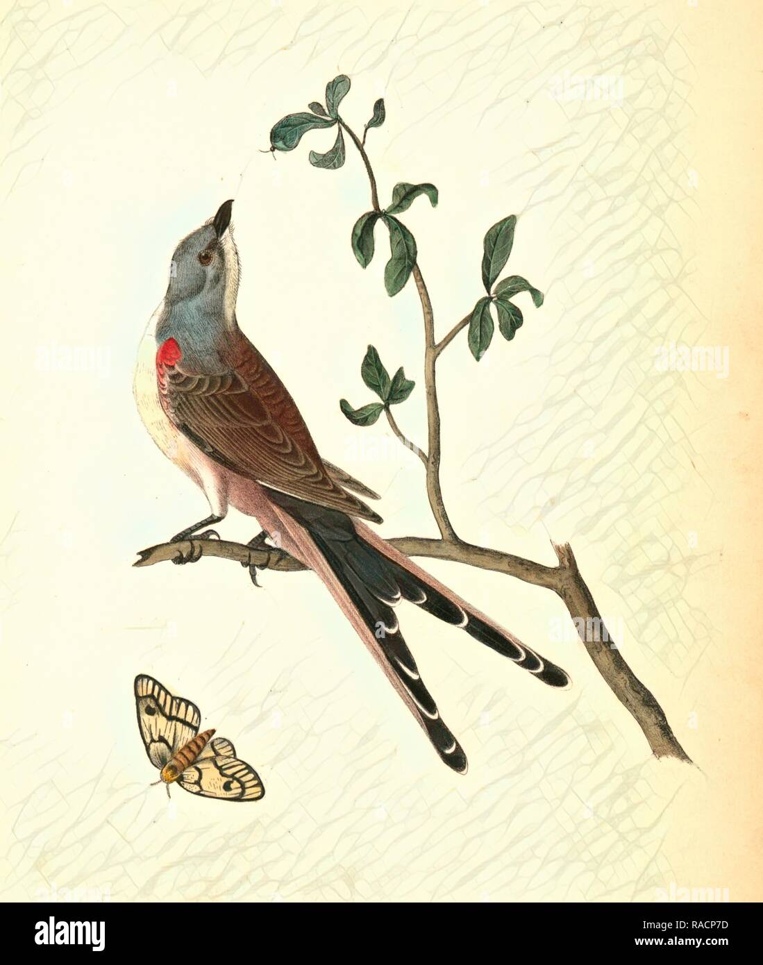 Swallow-tailed Flycatcher., Audubon, John James, 1785-1851 Reimagined by Gibon. Classic art with a modern twist reimagined Stock Photo