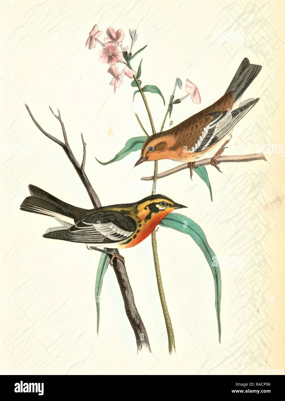 Blackburnia Wood-Warbler. 1. Male, 2. Female. (Phlox maculata.), Audubon, John James, 1785-1851 Reimagined Stock Photo