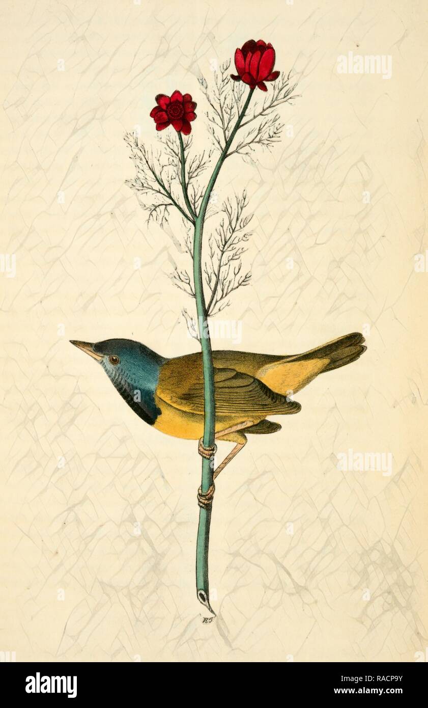 Mourning Ground-Warbler. Male. (Pheasant's-eye Flos-Adonis.), Audubon, John James, 1785-1851 Reimagined Stock Photo