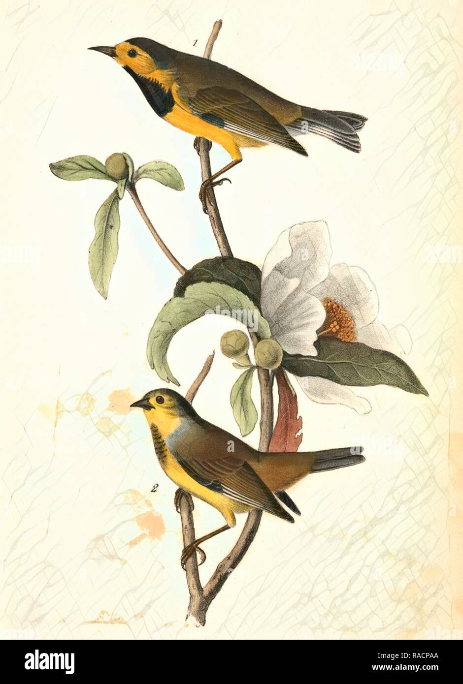 Bachman's Swamp-Warbler. 1. Male. 2. Female. (Gordonia pubescens.), Audubon, John James, 1785-1851 Reimagined Stock Photo