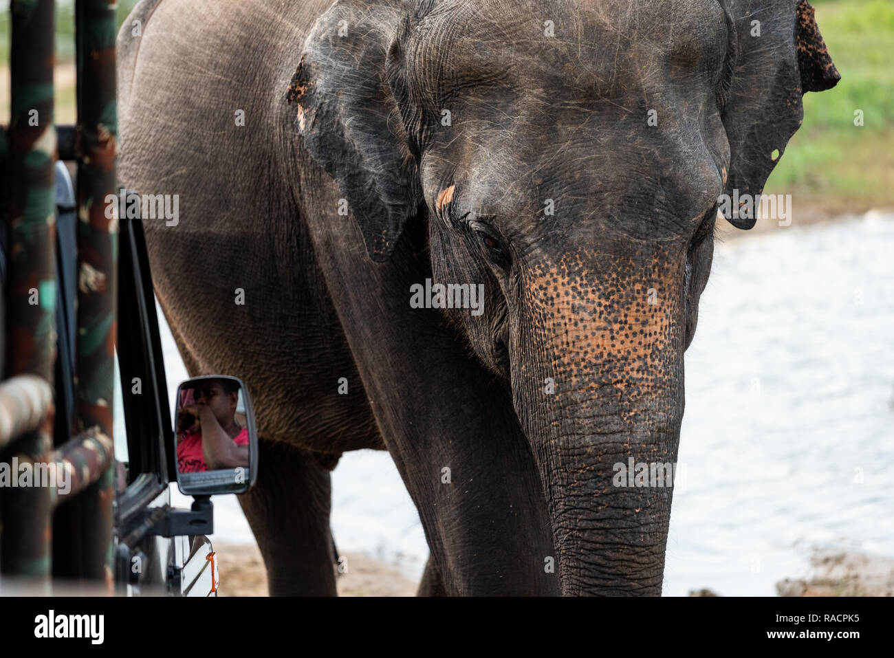 Elephants walk close to safari jeeps at Uda Walawa National Park in Sri Lanka. Stock Photo