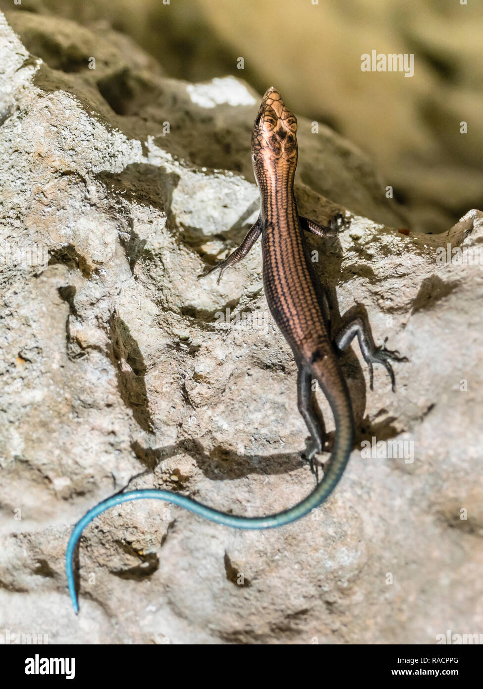 Adult azure-tailed skink (Emoia impar), on Makatea, Tuamotus, French Polynesia, South Pacific, Pacific Stock Photo