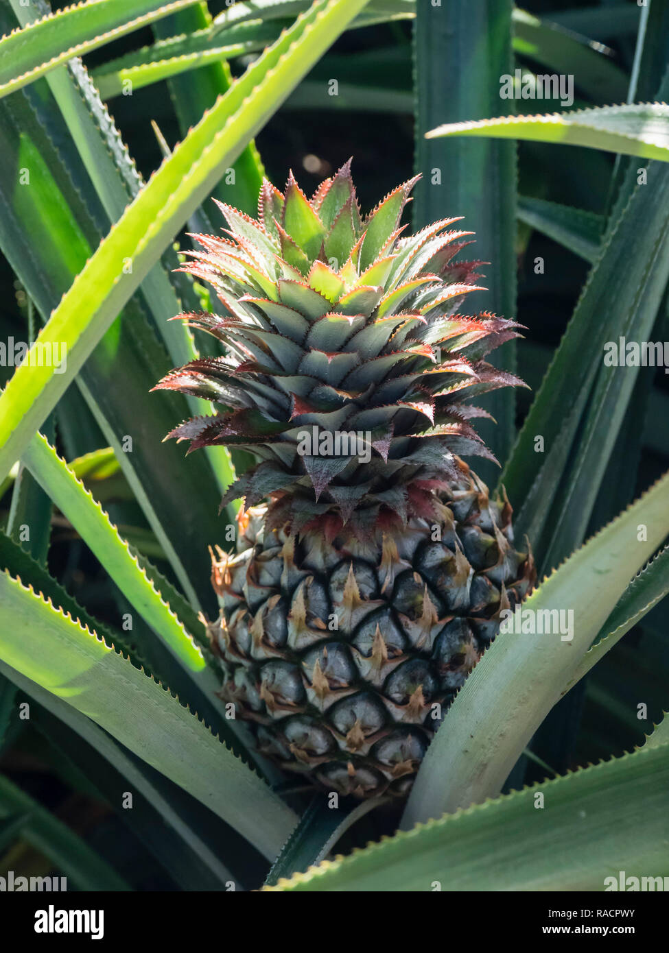 Pineapple plantation in Opunohu Valley, Moorea, Society Islands, French