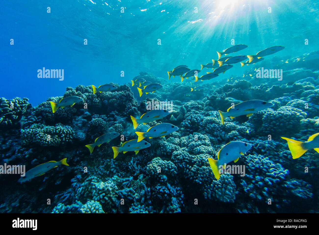 Colourful reef fishes on the reef at Tumakohua Pass, Fakarava Atoll, Tuamotus, French Polynesia, South Pacific, Pacific Stock Photo