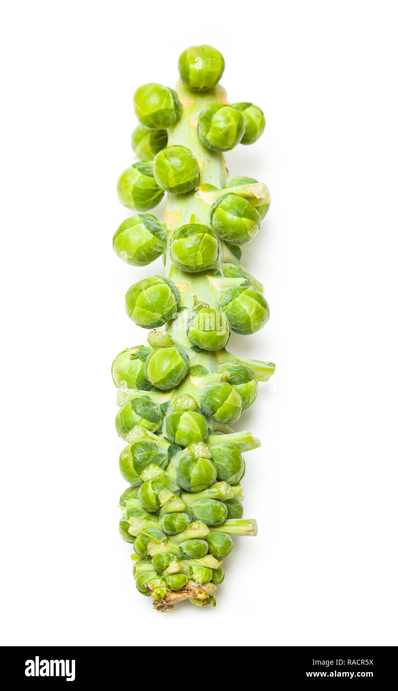 Stalk of fresh brussel sprouts isolated on a  white studio background. Stock Photo