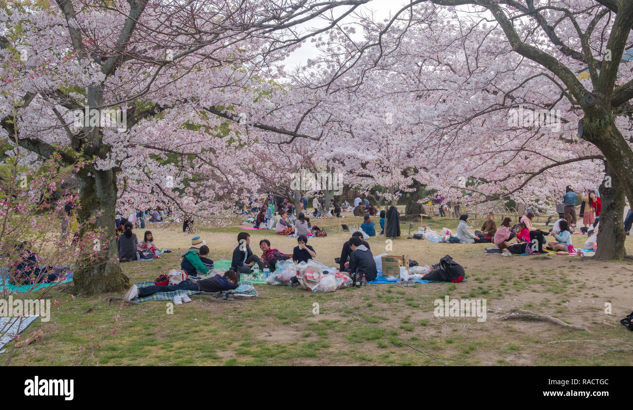 Japanese people having picnic in park during  cherry trees season, this is known as hanami and is a tradition each spring Stock Photo