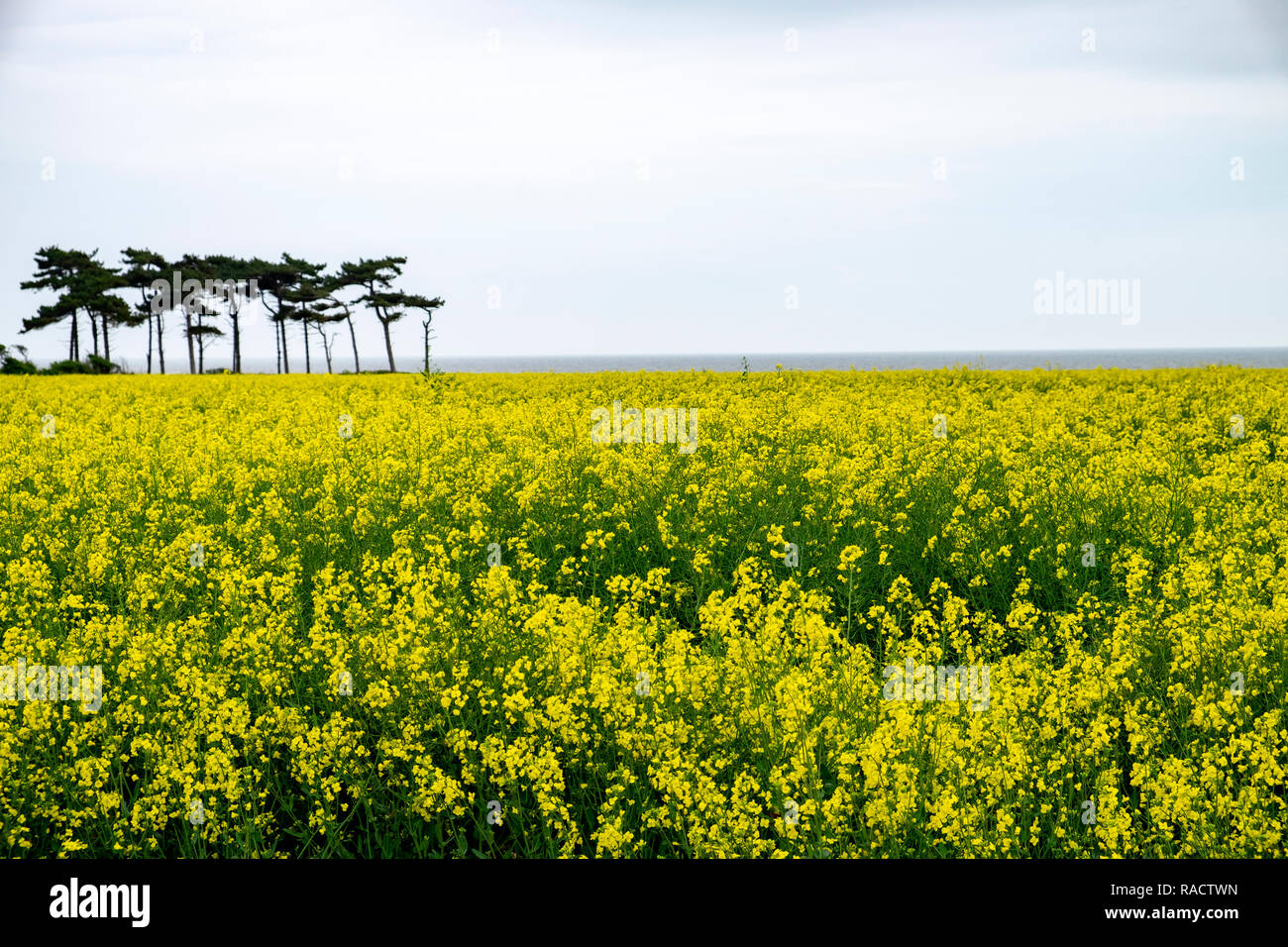 Oil seed rape crop, Bawdsey, Suffolk, UK Stock Photo - Alamy