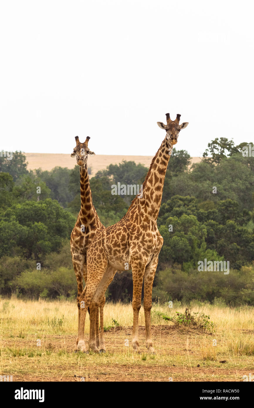 Two giraffes. Savanna of Masai Mara, Kenya Stock Photo - Alamy