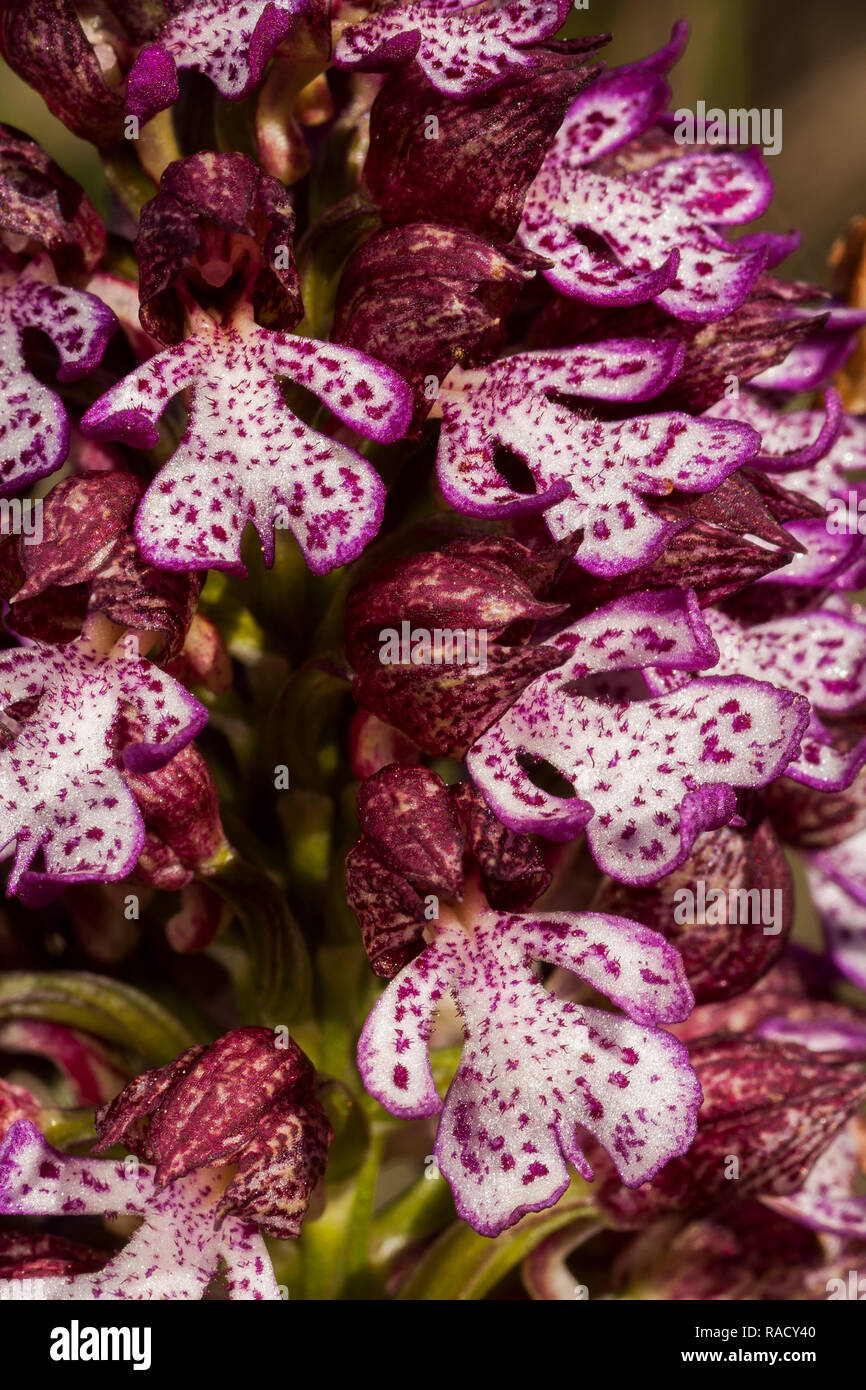 Close-up of Orchis purpurea Stock Photo