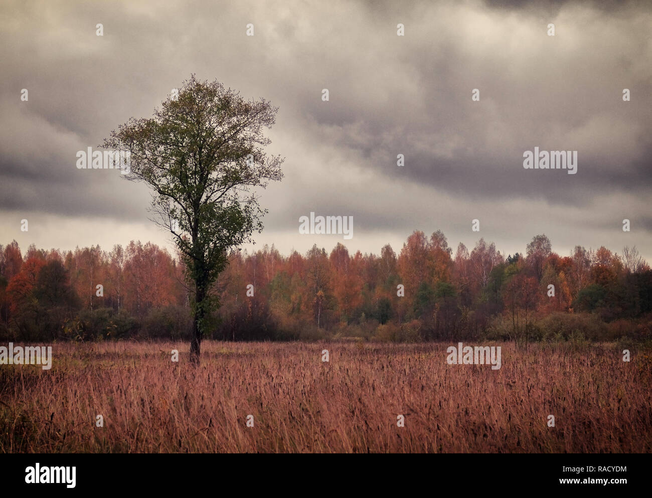Lonely autumn silhouette hi-res stock photography and images - Alamy