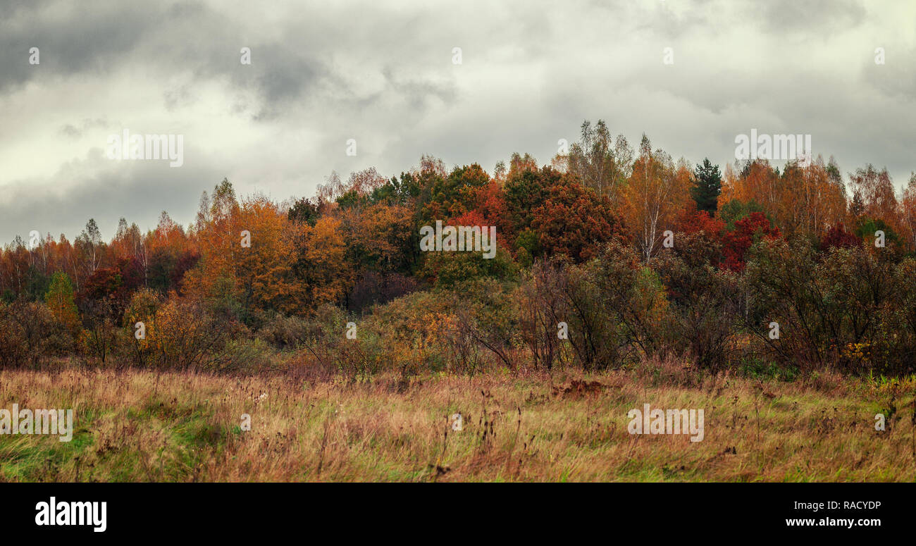 Woods overcast hi-res stock photography and images - Alamy