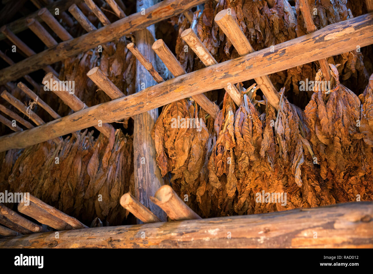 Tobacco farm for Cuban cigars in Vinales, Cuba, West Indies, Caribbean, Central America Stock Photo