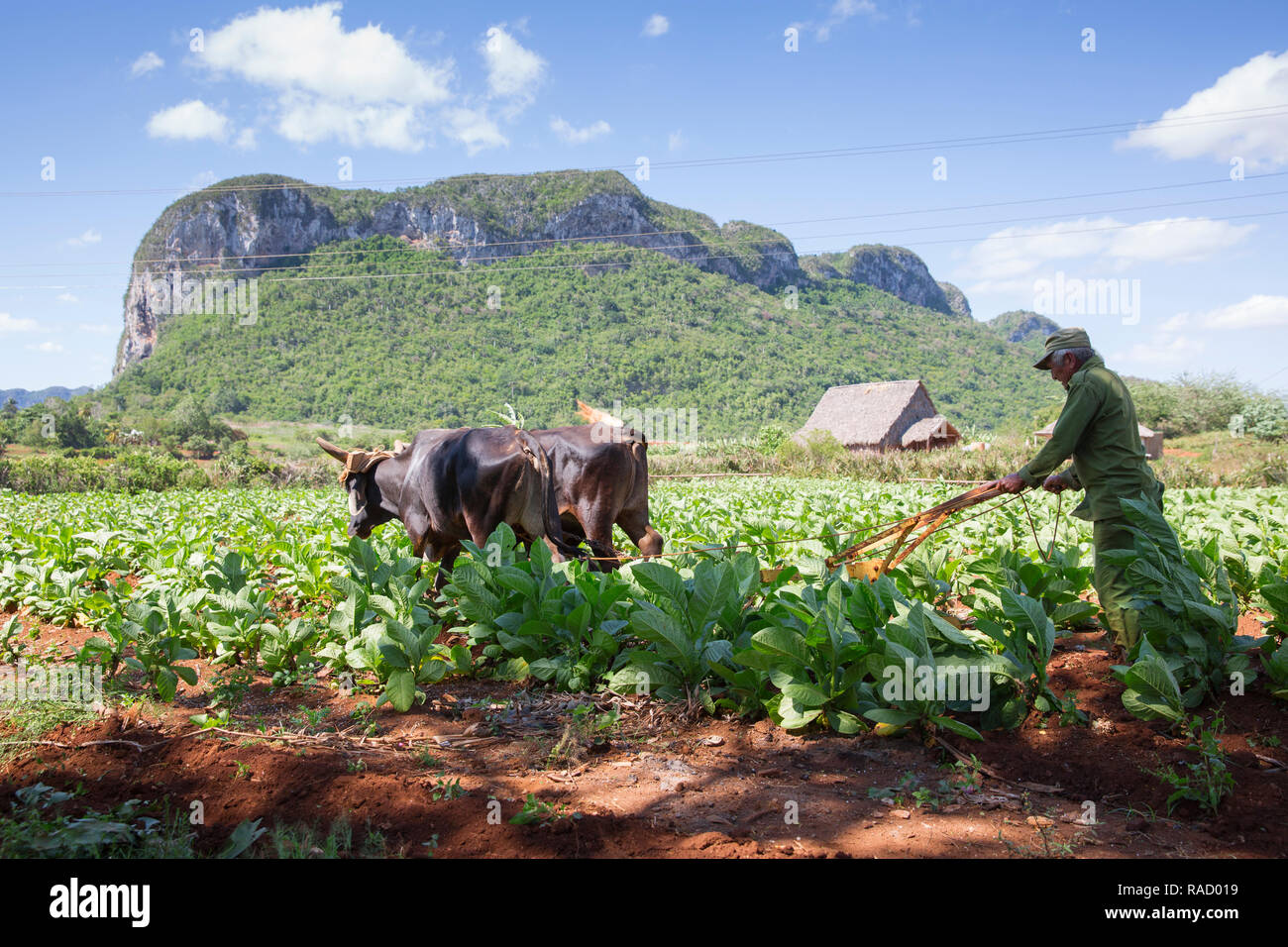 cuban tobacco farm Tobacco farm for Cuban cigars in Vinales, Cuba, West Indies, Caribbean,  Central America Stock Photo