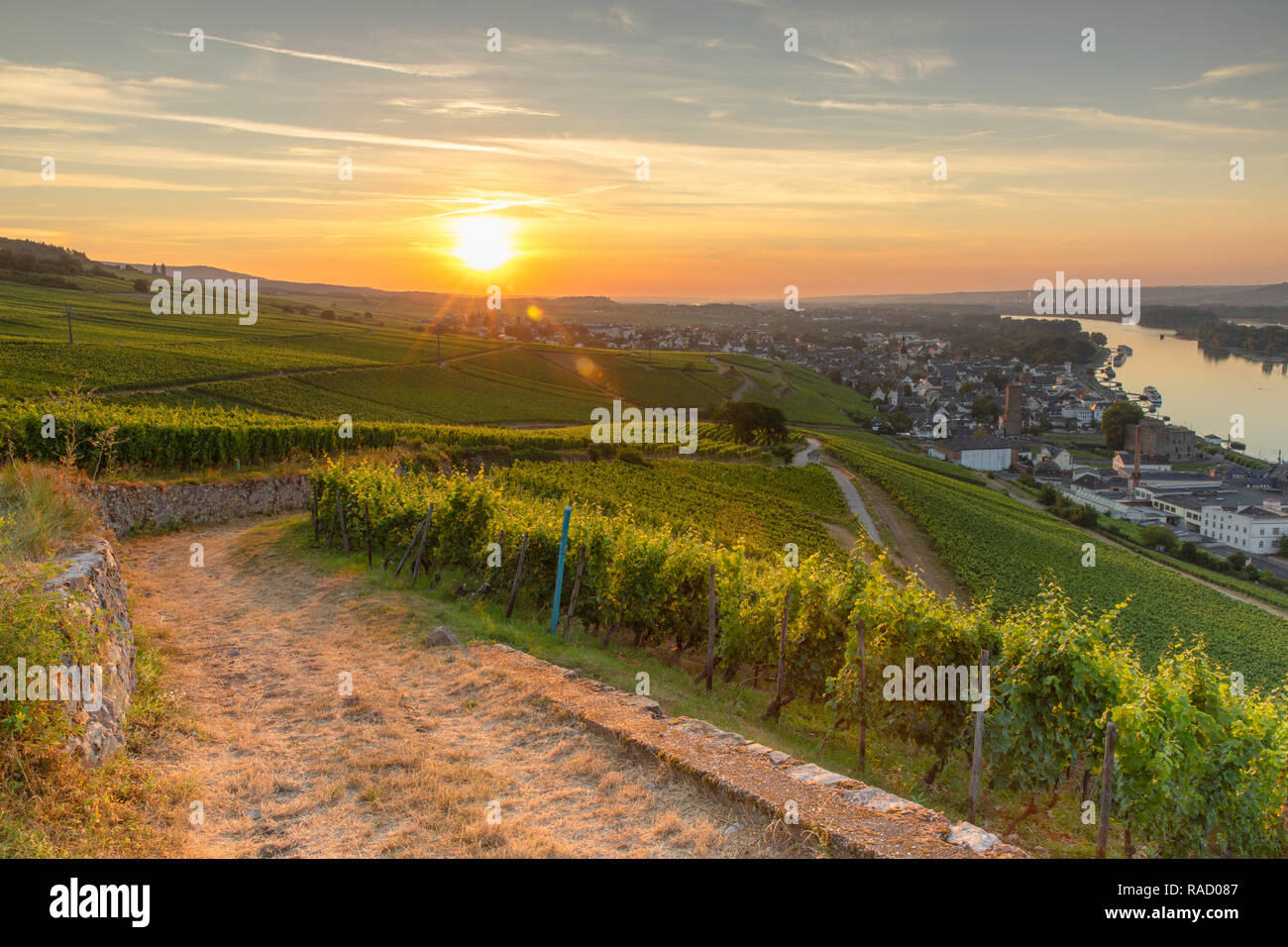 Vineyards at sunrise, Rudesheim, Rhineland-Palatinate, Germany, Europe Stock Photo