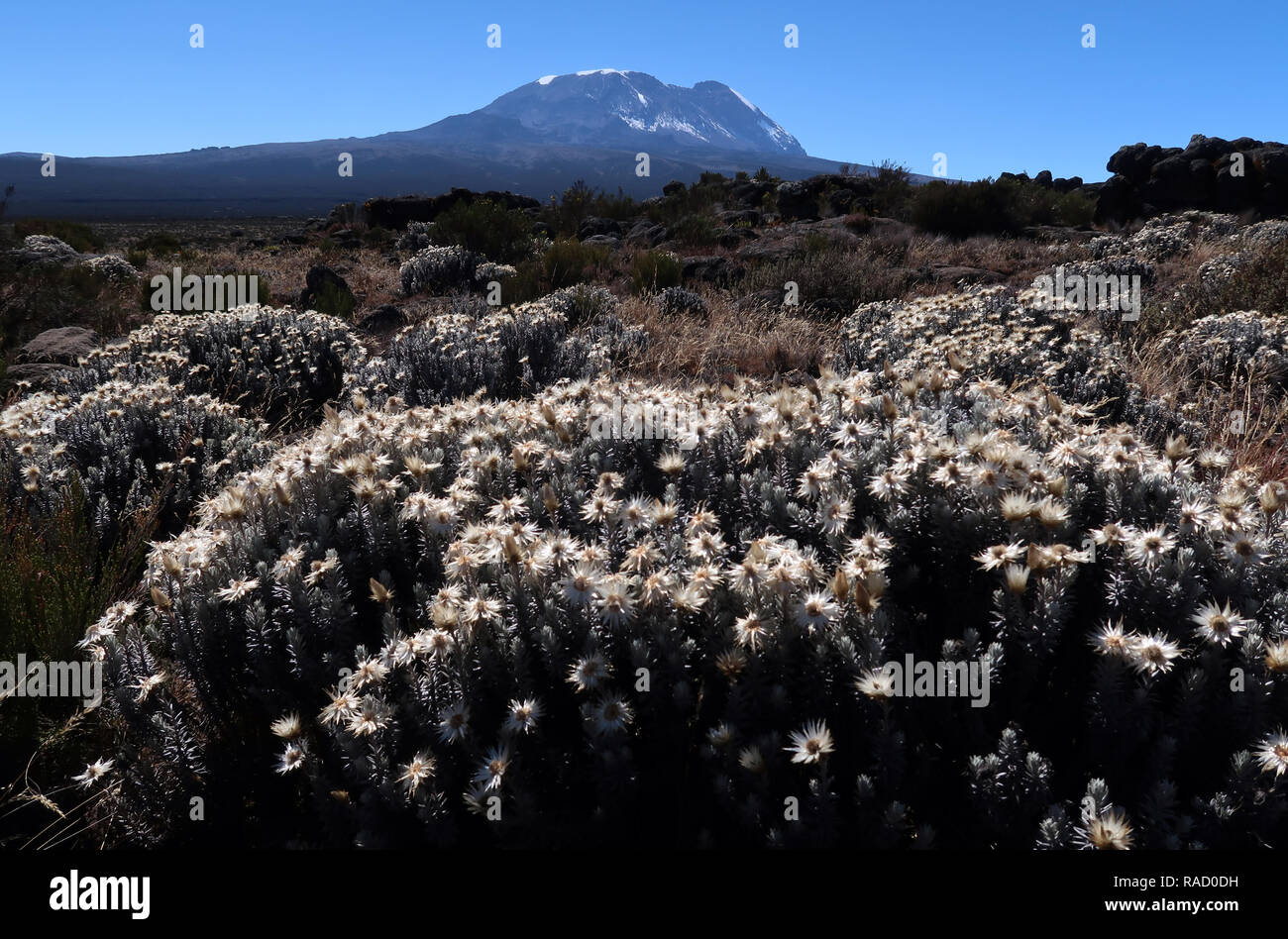 Kilimanjaro from the Shira Plateau, Tanzania, East Africa, AFrica Stock Photo