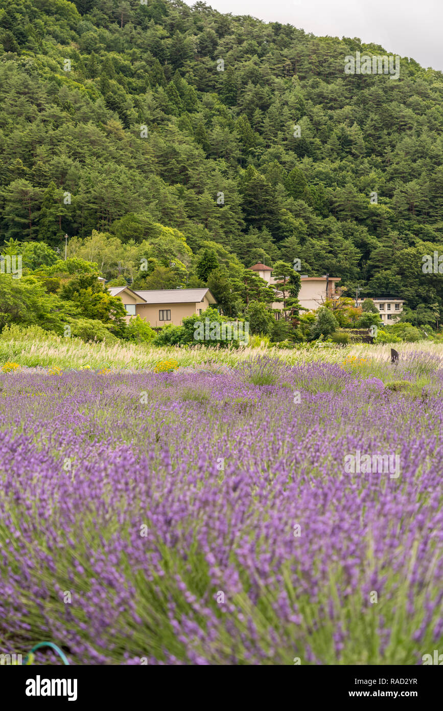 Country house in the Lavendar field Stock Photo