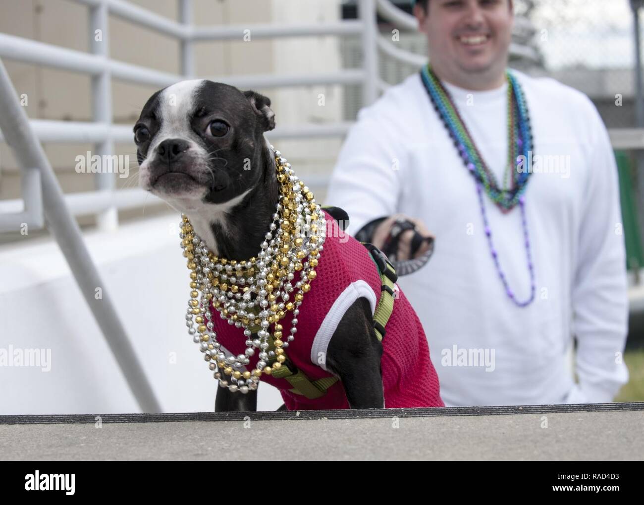 A local dog takes part in the 2017 Jose Gasparilla Pirate Invasion in the Port of Tampa, Fla., Saturday, Jan. 28, 2017. Sharing, trading and wearing beads is a tradition during the parade. U.S. Coast Guard Stock Photo