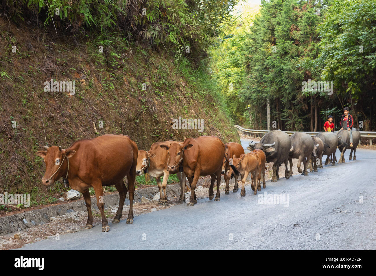 Young Vietnamese boys riding a water buffalo down the road. Ha Giang Loop in Ha Giang Province, Vietnam, Asia Stock Photo