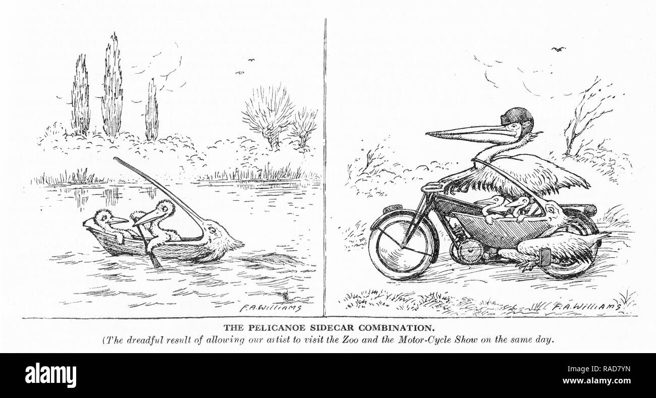 Engraving of pelicans in humorous and ridiculous poses. From an original engraving in the Boys Own Annual 1925. Stock Photo