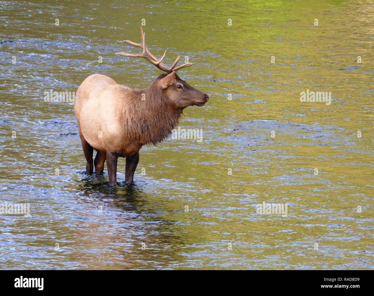Elk in the river Stock Photo