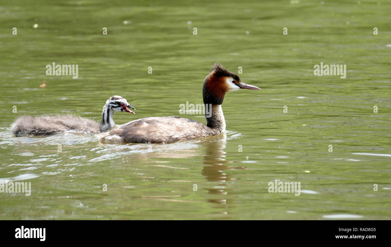 Great Crested Grebe with youngster Stock Photo