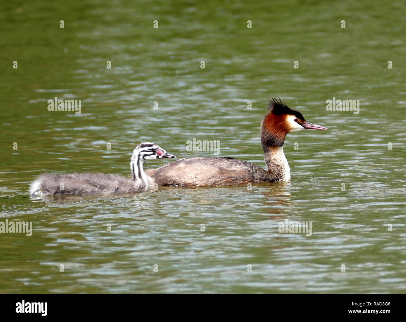 Great Crested Grebe with youngster Stock Photo