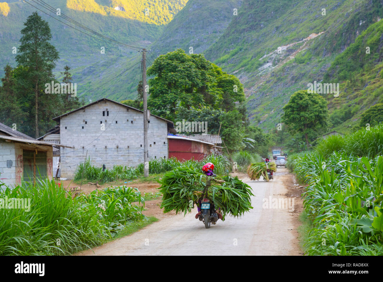 Pair of Vietnamese farm workers carrying some local harvested corn on their motorbike. Ha Giang Loop, Ha Giang Province, Vietnam, Asia Stock Photo