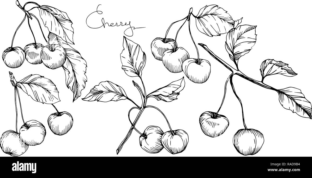 Vector Cherry fruit. Black and white engraved ink art. Isolated berry ...