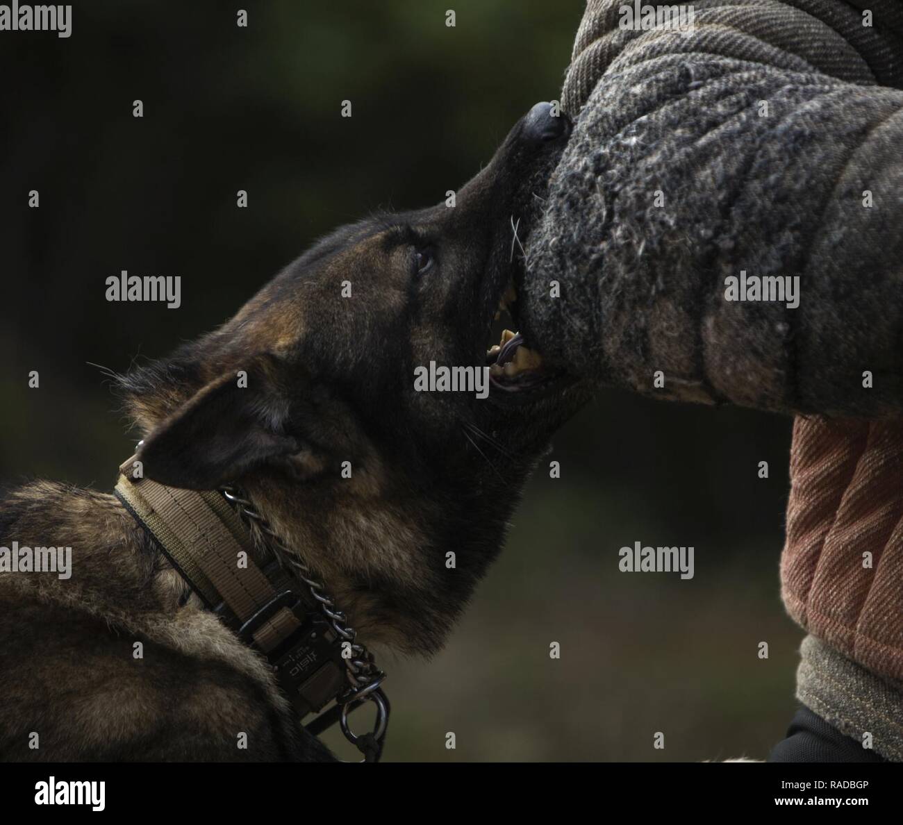 Dini, a military working dog, practices controlled aggression on a