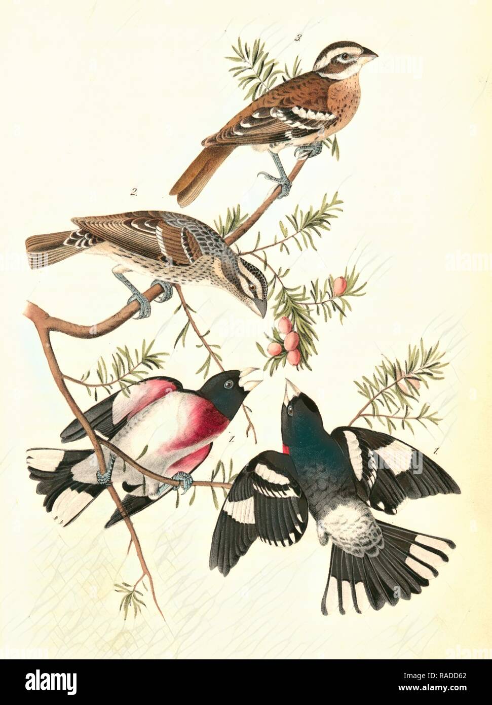 Rose-breasted Song Grosbeak. 1. Males. 2. Female. 3. Young Male. (Ground Hemlok. Taxus canadensis.), Audubon, John reimagined Stock Photo