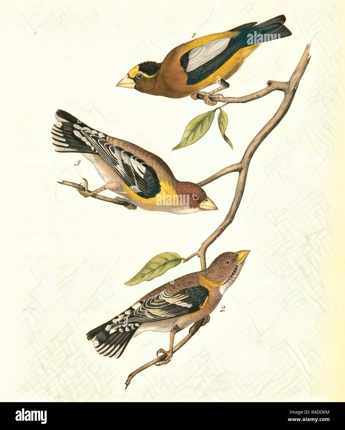 Evening Grosbeak. 1. Male. 2. Female. 3. Young Male. (Ground Hemlok. Taxus canadensis.), Audubon, John James, 1785- reimagined Stock Photo