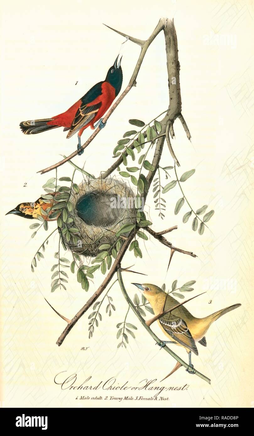 Orchard Oriole, or Hang-nest. 1. Male adult. 2. Young Male. 3. Female &amp, nest. (Honey Locust.), Audubon, John reimagined Stock Photo