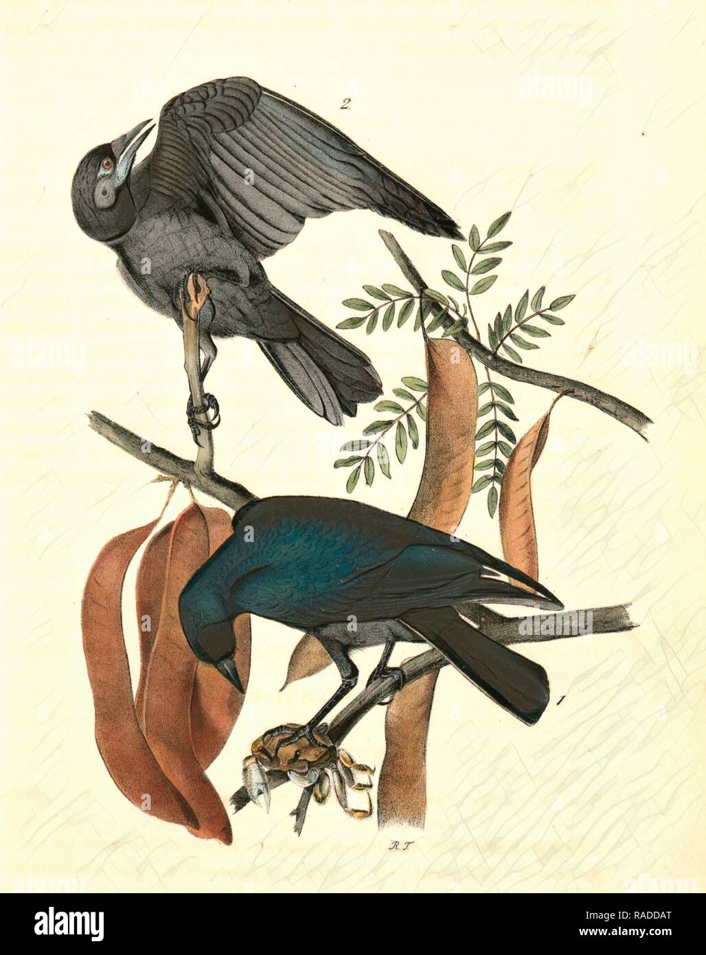 Fish Crow. 1. Male. 2. Female. (Honey Locust. [Gleditschia triacanthos]), Audubon, John James, 1785-1851 Reimagined Stock Photo